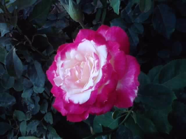 P070712_19.30_[02] - roze2012