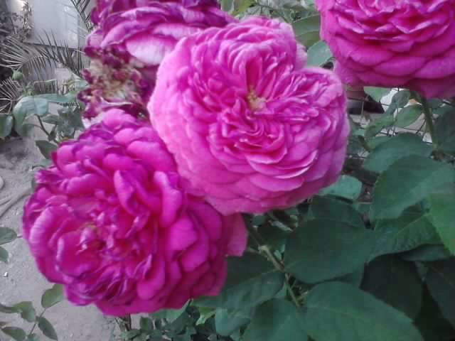 P070712_19.31 - roze2012