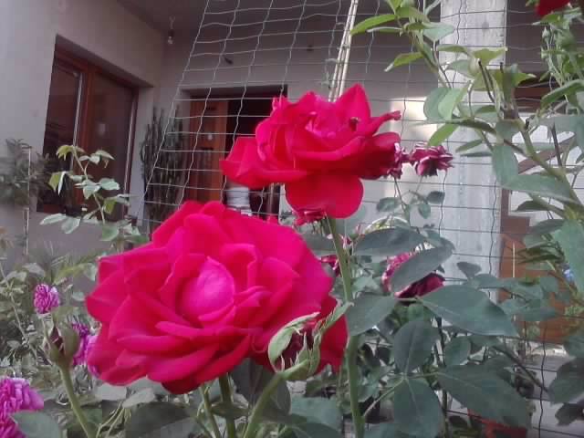 P070712_19.31_[01] - roze2012