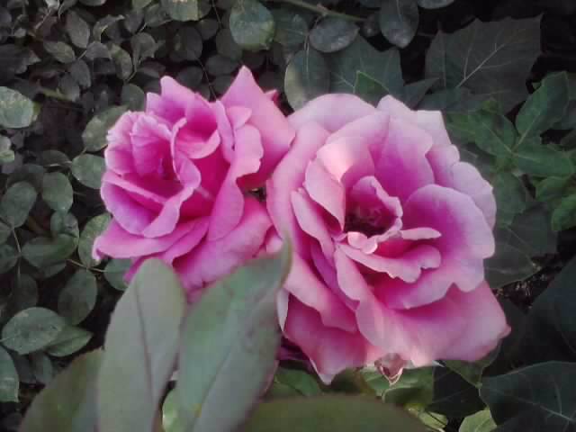 P070712_19.31_[03] - roze2012