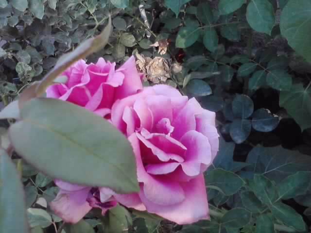 P070712_19.31_[04] - roze2012