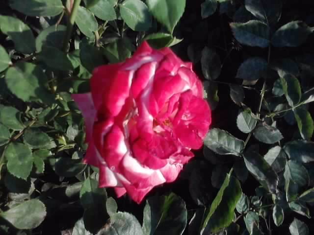 ? - roze2012