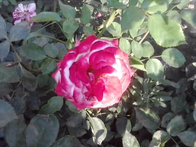 P070712_19.32_[01] - roze2012