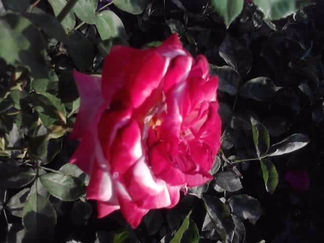 P070712_19.32_[02] - roze2012