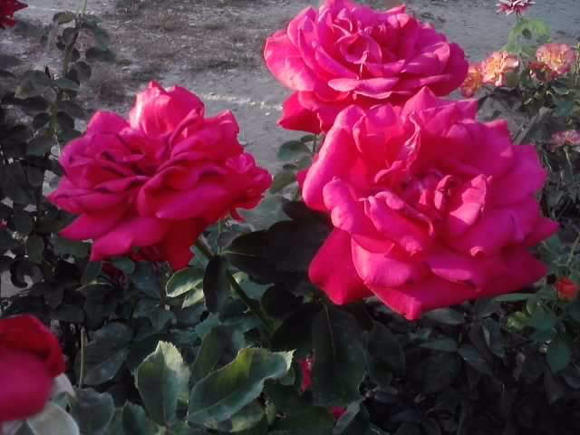 P070712_19.33_[01] - roze2012