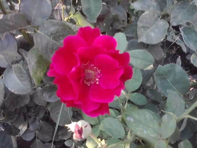 P070712_19.33_[02] - roze2012
