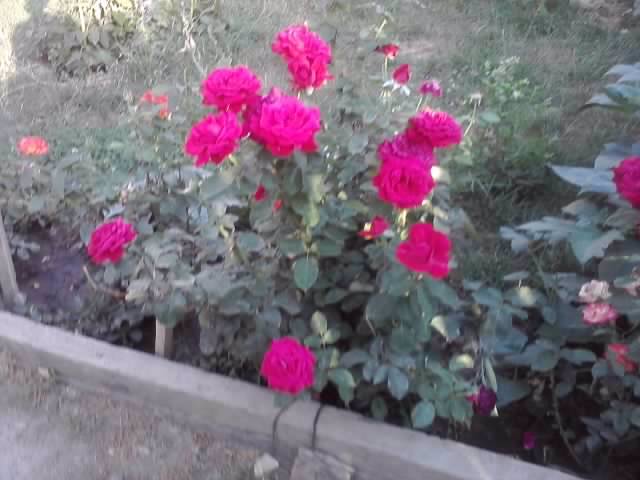 P070712_19.33_[04] - roze2012