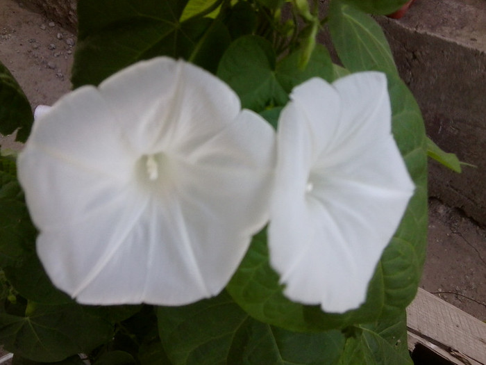 Fotografie4717 - flori de gradina 2012-2