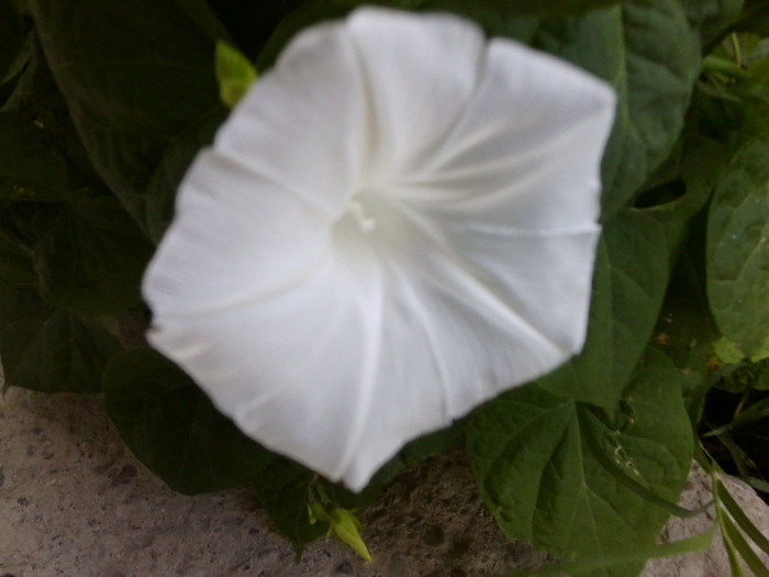 Fotografie4718 - flori de gradina 2012-2