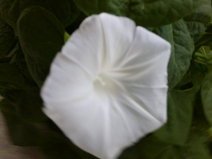 Fotografie4719 - flori de gradina 2012-2