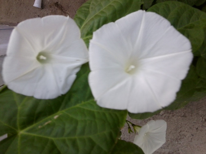 Fotografie4720 - flori de gradina 2012-2