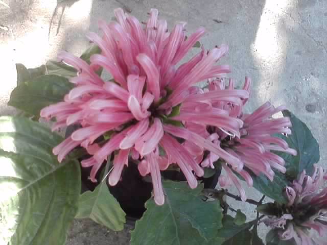 P070712_18.00_[01] - flori de gradina 2012-2