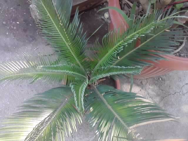 P070712_18.01 - flori de gradina 2012-2