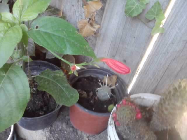 P070712_18.01_[02] - flori de gradina 2012-2