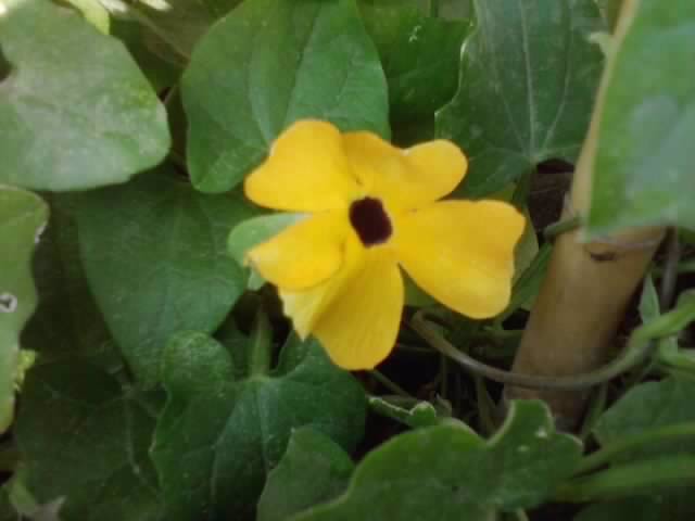 P070712_18.02 - flori de gradina 2012-2