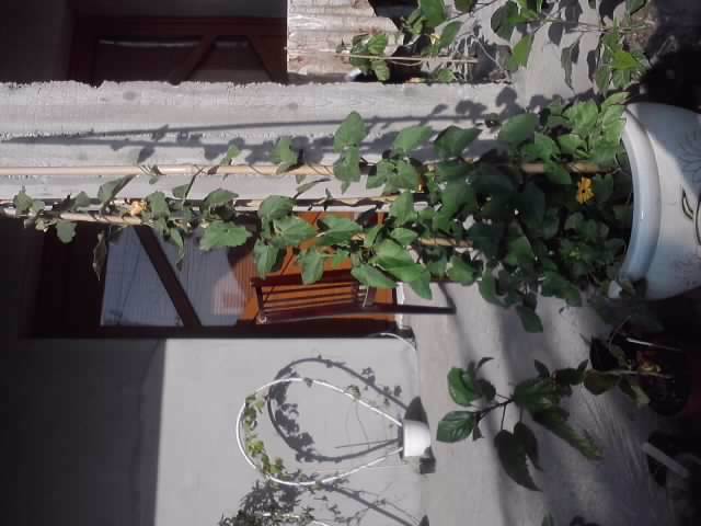 P070712_18.02_[01] - flori de gradina 2012-2