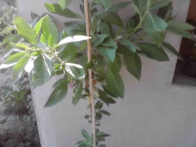 P070712_18.03_[02] - flori de gradina 2012-2