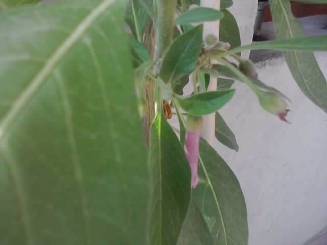 P070712_18.04_[01] - flori de gradina 2012-2