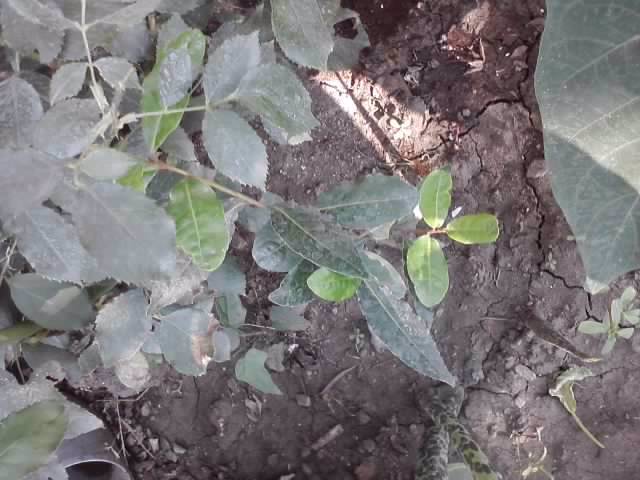 P070712_18.06_[01] - flori de gradina 2012-2