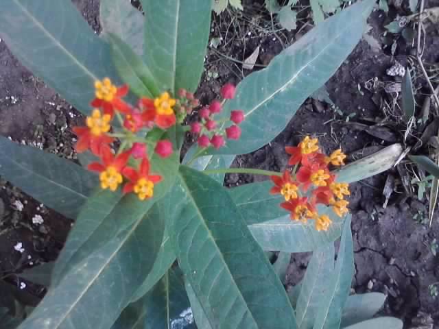 P070712_18.06_[03] - flori de gradina 2012-2