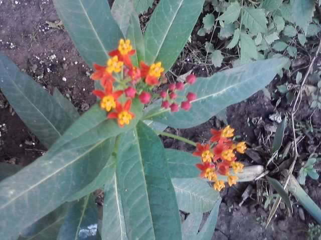 P070712_18.07 - flori de gradina 2012-2