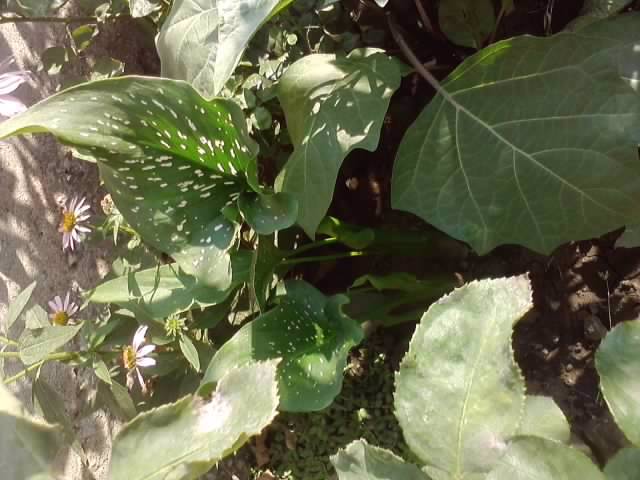 P070712_18.08 - flori de gradina 2012-2