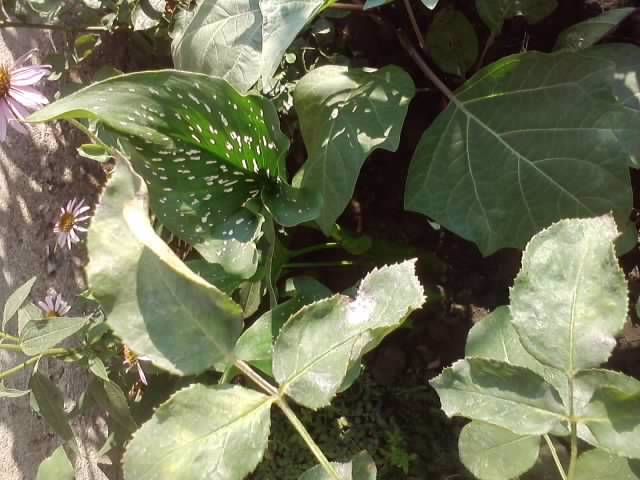 P070712_18.08_[01] - flori de gradina 2012-2