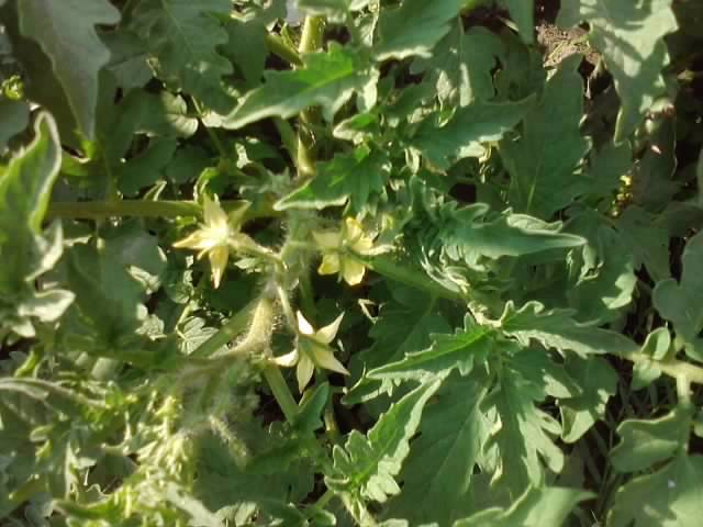 rosii cherry negre - flori de gradina 2012-2