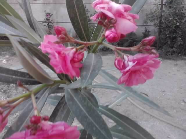 P070712_18.11 - flori de gradina 2012-2