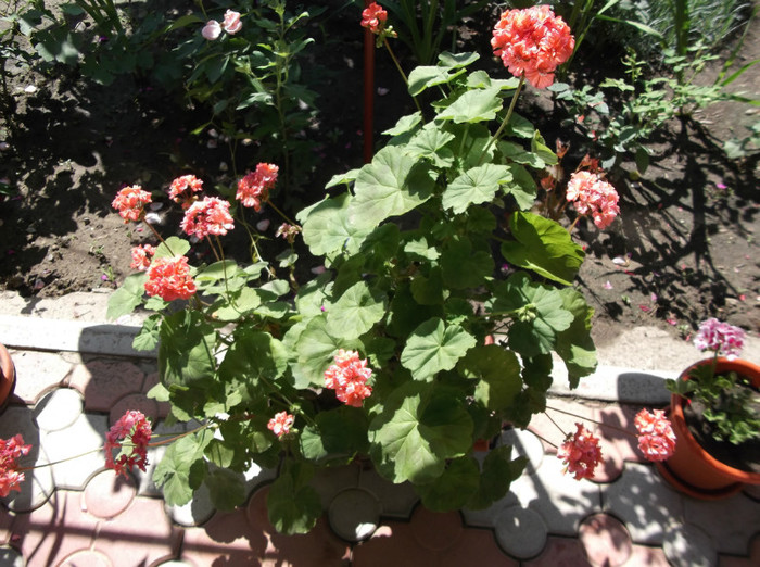 DSCF1288 - muscate