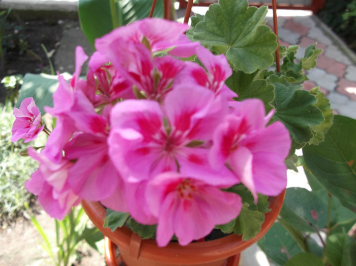 DSCF1311 - muscate