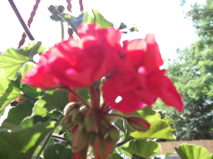 DSCF1314 - muscate