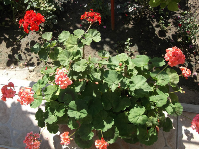 Picture 017 - muscate