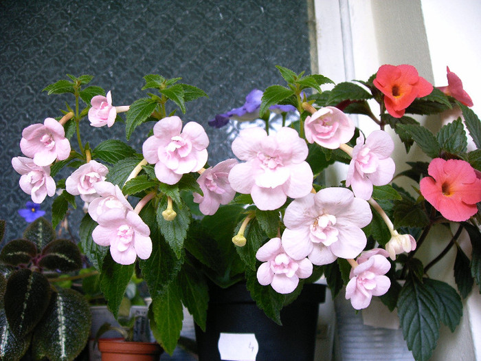 Double Pink Rose -Orange Delight