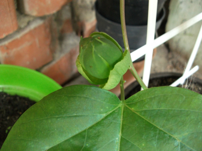 Picture 411 - Passiflora