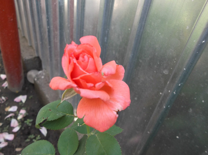 Picture 054 - trandafiri
