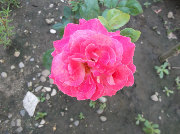 DSCF1318 - trandafiri