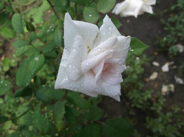 DSCF1389 - trandafiri