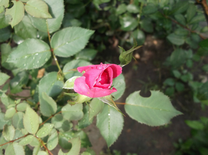 DSCF1390 - trandafiri