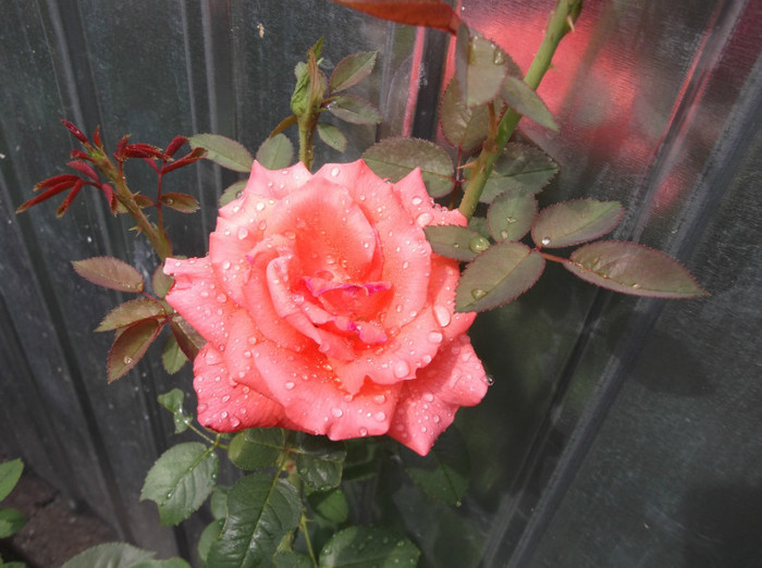 DSCF1392 - trandafiri