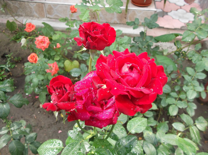 DSCF1394 - trandafiri
