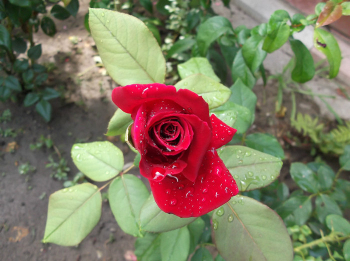 DSCF1398 - trandafiri