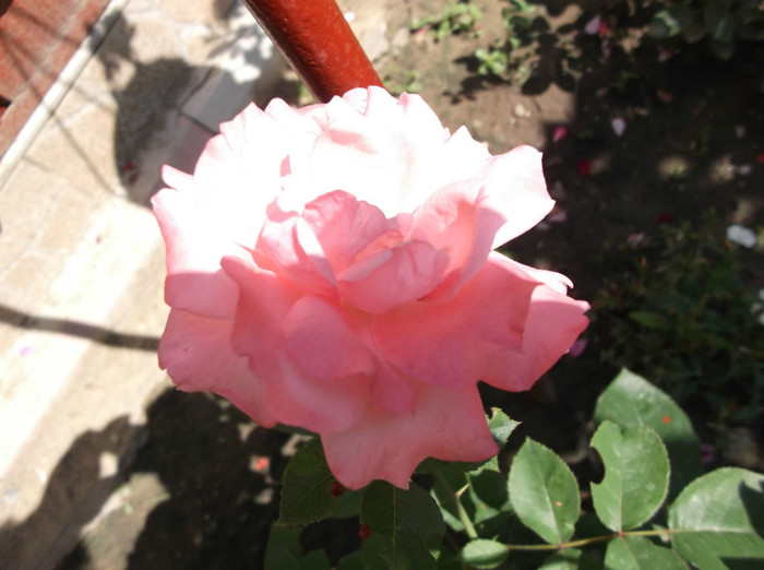 Picture 049 - trandafiri