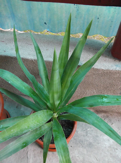 DSCF1463 - FLORILE MELE 2012