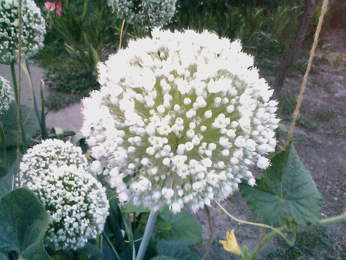 Picture 025 - gradina 2012