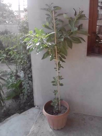 planta mama