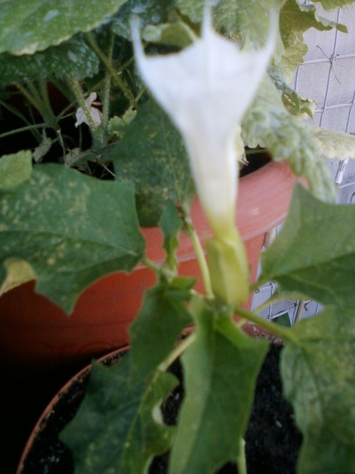 datura alba de gradina