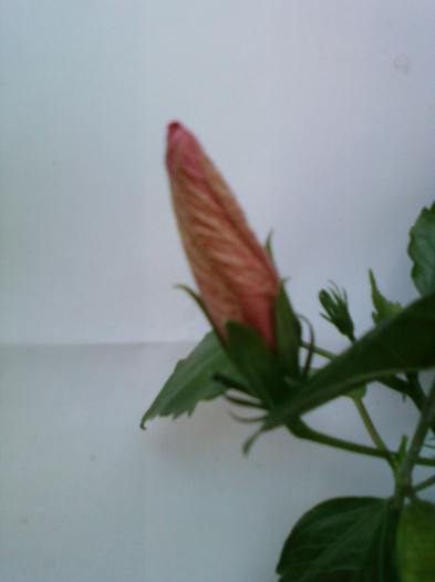 7 iulie 2012-flori 021