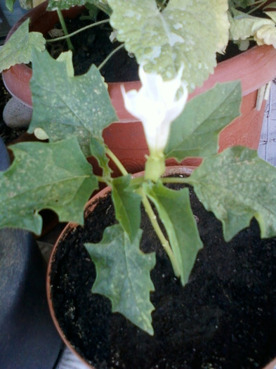 datura alba de gradina