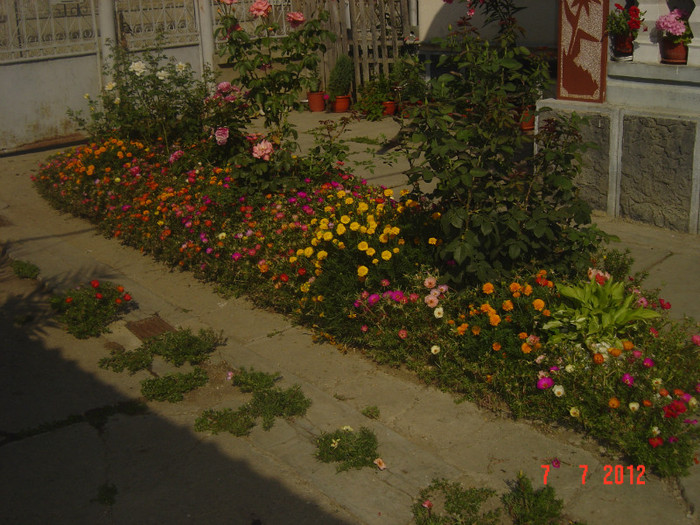 poze 1214 - 2011-2012 CURTEA MEA